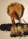 Gemeiner Holztrichterling, Foto 17