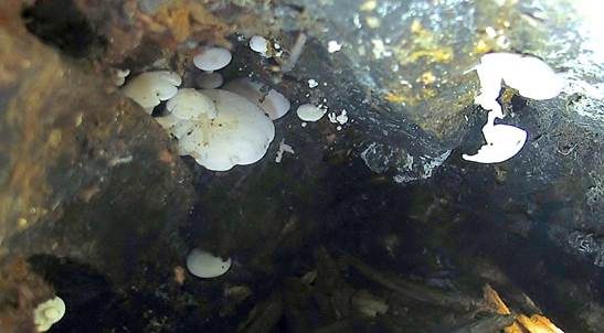 Gemeiner Holztrichterling, Foto 4