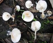Gemeiner Holztrichterling, Foto 6