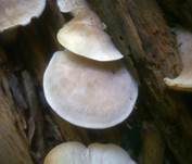 Gemeiner Holztrichterling, Foto 9