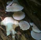 Gemeiner Holztrichterling, Foto 11