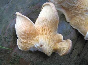Gemeiner Muschelkrempling, Foto 2