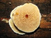 Gemeiner Muschelkrempling, Foto 15