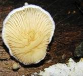 Gemeiner Muschelkrempling, Foto 17