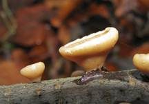 Gemeiner Muschelkrempling, Foto 19