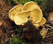 Gemeiner Muschelkrempling, Foto 29