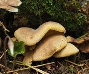 Gemeiner Muschelkrempling, Foto 30