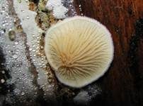 Gemeiner Muschelkrempling, Foto 35