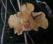 Gemeiner Muschelkrempling, Foto 6