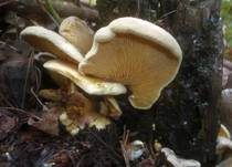 Gemeiner Muschelkrempling, Foto 9