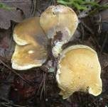 Gemeiner Muschelkrempling, Foto 10