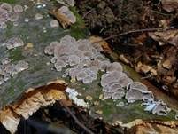 Gemeiner Spaltblättling, Foto 42