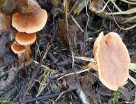 Gemeiner Trompetenschnitzling, Foto 21