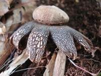 Gemeiner Wetterstern, Foto 7