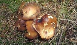 Gemeiner Wurzelschnitzling, Foto 5