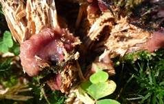 Gemeines Fadenstäubchen, Foto 16