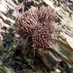 Gemeines Fadenstäubchen, Foto 17