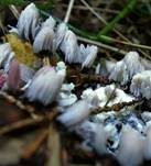 Gemeines Fadenstäubchen, Foto 22