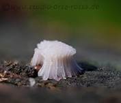 Gemeines Fadenstäubchen, Foto 25