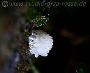 Gemeines Fadenstäubchen, Foto 30