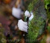 Gemeines Fadenstäubchen, Foto 31