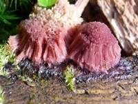 Gemeines Fadenstäubchen, Foto 34