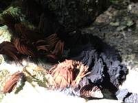 Gemeines Fadenstäubchen, Foto 39