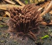 Gemeines Fadenstäubchen, Foto 51