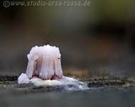 Gemeines Fadenstäubchen, Foto 7