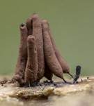 Gemeines Fadenstäubchen, Foto 54