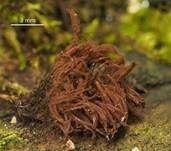 Gemeines Fadenstäubchen, Foto 69