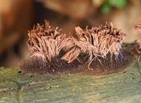 Gemeines Fadenstäubchen, Foto 74
