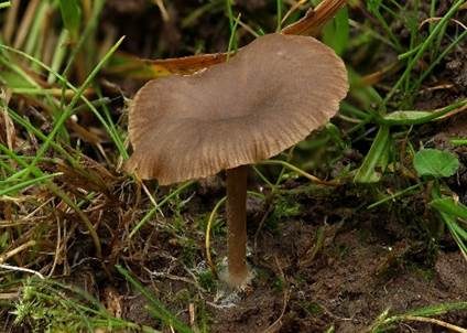 Genabelter Adermoosling, Foto 3