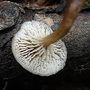 Genabelter Zähling, Foto 3