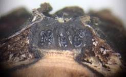 Gerandeter Rindenkugelpilz, Foto 9