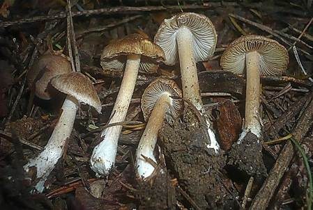 Gerandetknolliger Glanzrisspilz, Foto 2