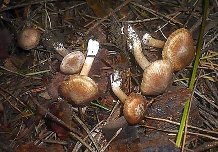 Gerandetknolliger Glanzrisspilz, Foto 3