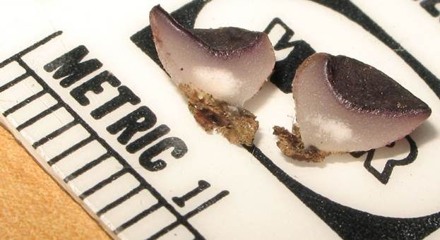 Gerard's Violettbecherling, Foto 4