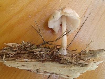Geriefter Dachpilz, Foto 3