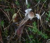 Geriefter Rindenhelmling, Foto 14