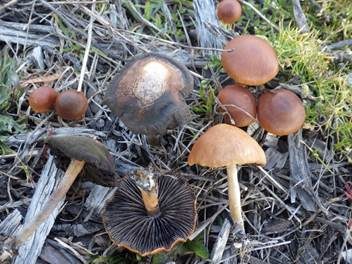 Geriefter Schwefelkopf, Foto 3