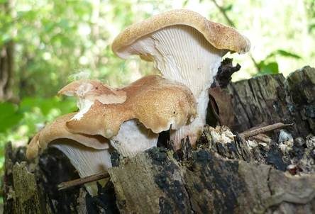 Becherförmiger Sägeblättling, Foto 2