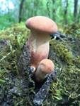 Becherförmiger Sägeblättling, Foto 12