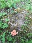 Becherförmiger Sägeblättling, Foto 16