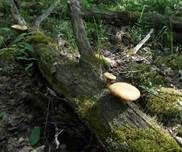 Becherförmiger Sägeblättling, Foto 8