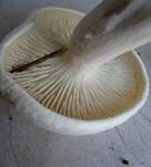 Gerippter Gasritterling, Foto 18