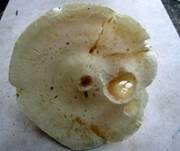Gerippter Gasritterling, Foto 20