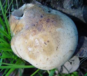 Gerippter Gasritterling, Foto 4