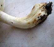 Gerippter Gasritterling, Foto 23
