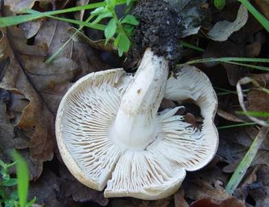 Gerippter Gasritterling, Foto 5